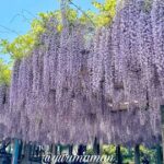 観音堂 禎祥寺の藤棚 西条市の藤の花が満開のようす
