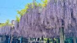 禎祥寺の藤棚 西条市の藤の花が満開のようす