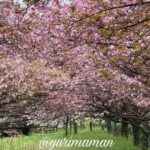 西条市 船屋乙緑化地帯の八重桜 満開の桜トンネル