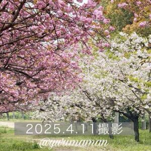 西条市の桜スポットで咲き揃う淡いピンクと白の八重桜_サムネイル画像