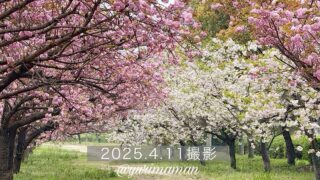 西条市の桜スポットで咲き揃う淡いピンクと白の八重桜_サムネイル画像