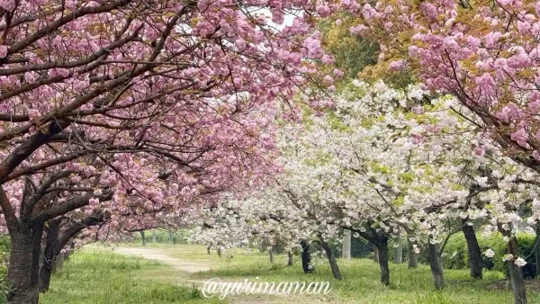 西条市の桜スポットで咲き揃う淡いピンクと白の八重桜(2025年4月11日)1 - ゆりママんブログ 西条市の桜スポットで咲き揃う淡いピンクと白の八重桜(2025年4月11日)1