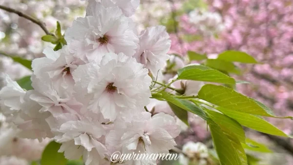 ふわふわと咲く淡いピンクの八重桜のアップ写真(西条市・2025年4月11日) - ゆりママんブログ ふわふわと咲く淡いピンクの八重桜のアップ写真(西条市・2025年4月11日)