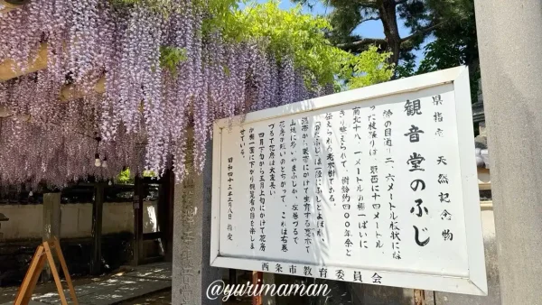 禎祥寺(観音堂)の藤棚見頃の様子(2025年4月26日撮影)2 - ゆりママんブログ 禎祥寺(観音堂)の藤棚見頃の様子(2025年4月26日撮影)2