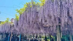 禎祥寺の藤棚 西条市の藤の花（2025年）サムネイル画像
