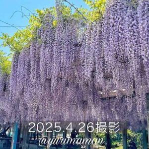 禎祥寺の藤棚 西条市の藤の花（2025年）サムネイル画像