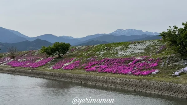 西条市「禎瑞の芝桜」開花状況(2025年4月8日撮影)1 - ゆりママんブログ 西条市「禎瑞の芝桜」開花状況(2025年4月8日撮影)1