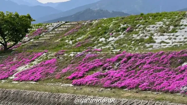 西条市「禎瑞の芝桜」開花状況(2025年4月8日撮影)2 - ゆりママんブログ 西条市「禎瑞の芝桜」開花状況(2025年4月8日撮影)2