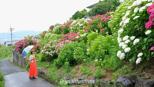 あじさいロード山田（愛媛・新居浜）もりもり咲くスポットも1