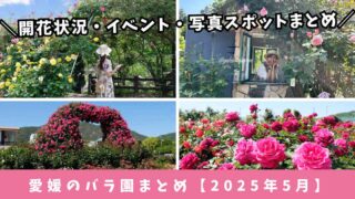 2025年5月に見頃を迎える愛媛県内のおすすめバラ園5選を紹介するまとめ記事のサムネイル画像 - ゆりママんブログ 2025年5月に見頃を迎える愛媛県内のおすすめバラ園5選を紹介するまとめ記事のサムネイル画像