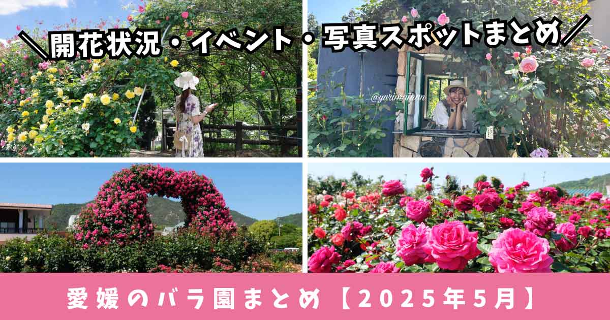 2025年5月に見頃を迎える愛媛県内のおすすめバラ園5選を紹介するまとめ記事のサムネイル画像