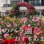 Rose garden in full bloom with a pink floral arch and colorful roses, overlaid with Japanese text about Ehime rose garden recommendations.