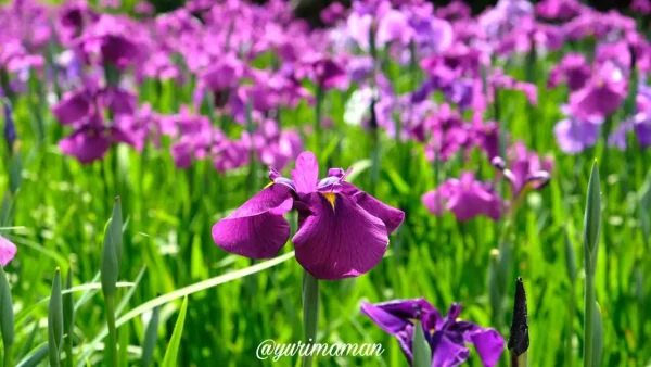 愛媛の花菖蒲ハナショウブスポットまとめ2