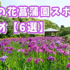 愛媛の花菖蒲園スポットまとめサムネイル画像