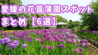 愛媛の花菖蒲園スポットまとめサムネイル画像
