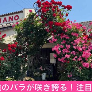 今治市グラッチャーノのバラのガーデン（2025年）サムネイル画像