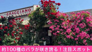 今治市グラッチャーノのバラのガーデン（2025年）サムネイル画像
