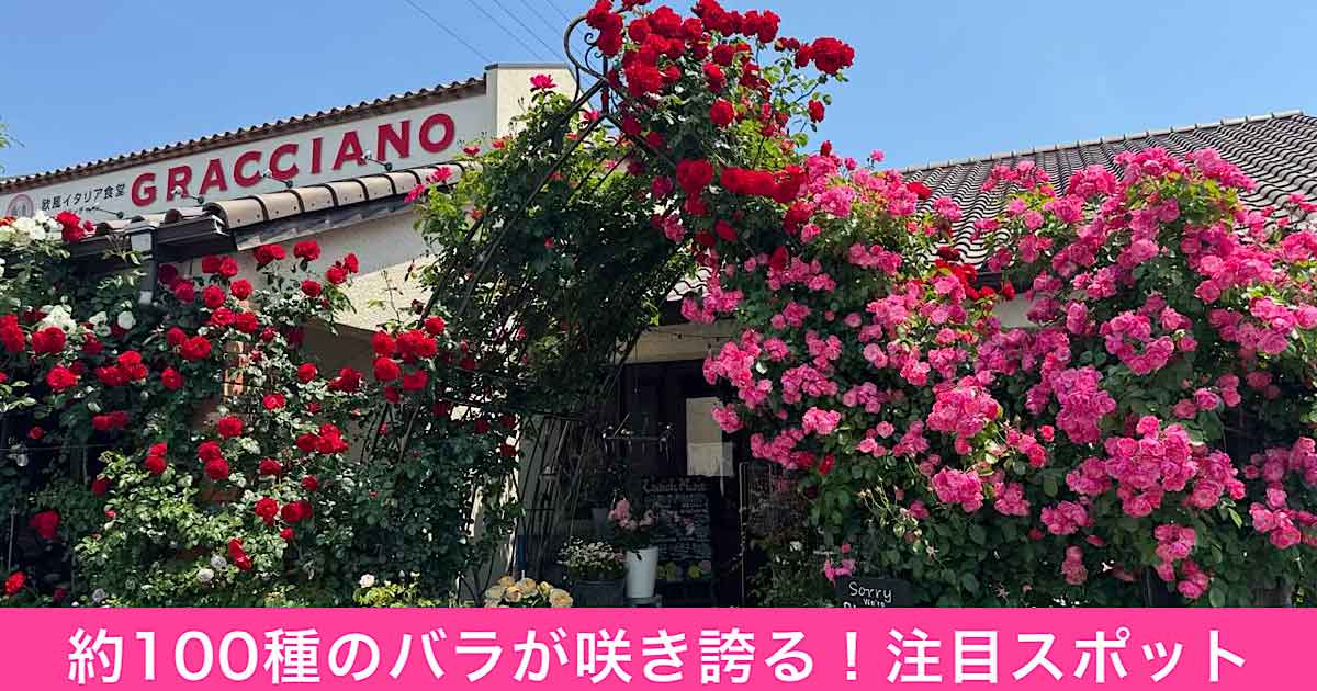 今治市グラッチャーノのバラのガーデン（2025年）サムネイル画像