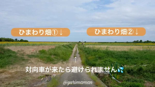 西条市河津原ひまわり畑（過去の様子）