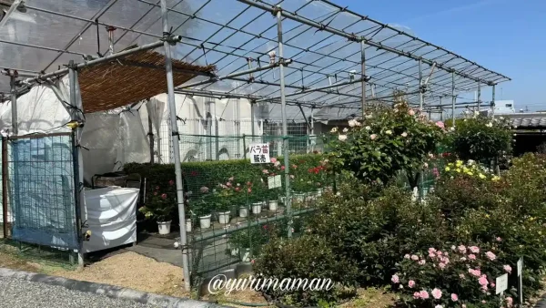 今治市かわら館のバラ園で販売されているバラの苗