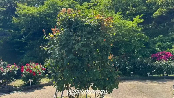 今治市かわら館バラ園の開花状況(2025年5月8日時点)ツリー - ゆりママんブログ 今治市かわら館バラ園の開花状況(2025年5月8日時点)ツリー