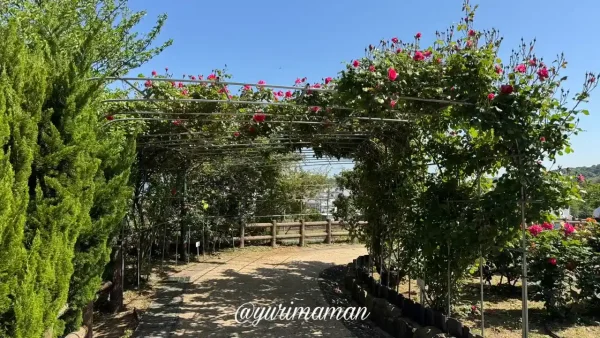 今治市かわら館バラ園の開花状況(2025年5月8日時点)トンネル - ゆりママんブログ 今治市かわら館バラ園の開花状況(2025年5月8日時点)トンネル
