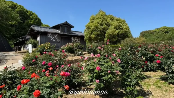 今治市かわら館バラ園の開花状況(2025年5月8日時点) - ゆりママんブログ 今治市かわら館バラ園の開花状況(2025年5月8日時点)1