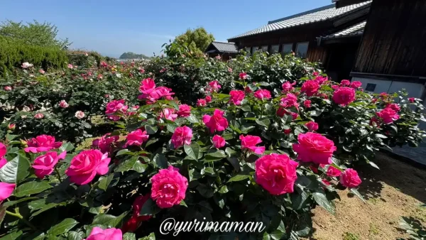 今治市かわら館バラ園の開花状況(2025年5月8日時点)2 - ゆりママんブログ 今治市かわら館バラ園の開花状況(2025年5月8日時点)2