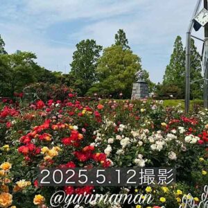 伊予三島運動公園のバラ2025年_サムネイル画像
