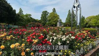 伊予三島運動公園のバラ2025年_サムネイル画像 - ゆりママんブログ 伊予三島運動公園のバラ2025年_サムネイル画像