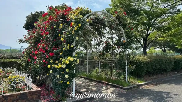 伊予三島運動公園のバラ園、両側に咲き誇るオレンジ系の満開バラ(2025年5月12日撮影)2 - ゆりママんブログ 伊予三島運動公園のバラ園、両側に咲き誇るオレンジ系の満開バラ(2025年5月12日撮影2