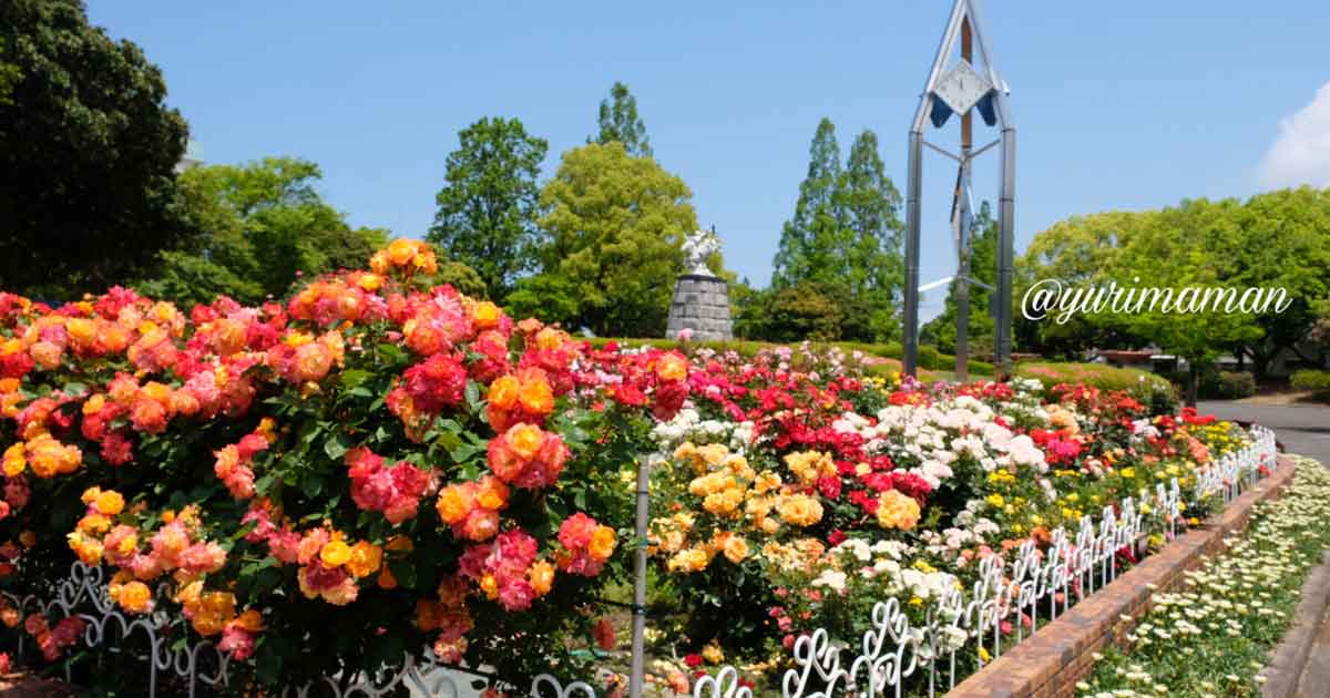 伊予三島運動公園のバラ園満開のようす