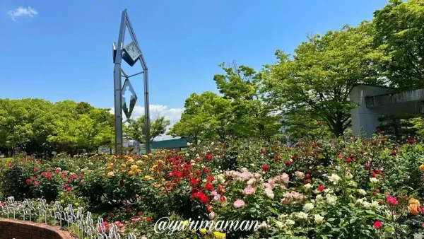 伊予三島運動公園の時計台とバラ園の全景(見頃直前の様子・2025年5月7日撮影)1 - ゆりママんブログ 伊予三島運動公園の時計台とバラ園の全景(見頃直前の様子・2025年5月7日撮影)1