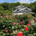 今治市菊間町・かわら館バラ園の2026年5月7日の開花状況