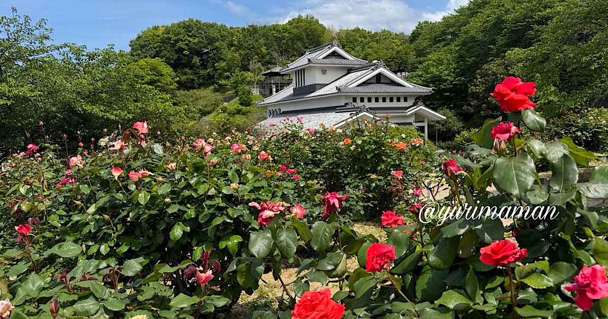 今治市菊間町・かわら館バラ園の2026年5月7日の開花状況