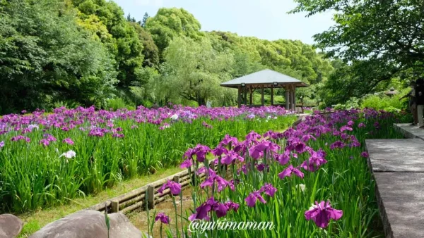 南楽園花菖蒲園（宇和島市）1