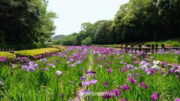 南楽園花菖蒲園（宇和島市）2