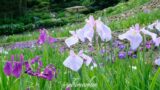 Cluster of purple and lavender irises blooming in a terraced garden with greenery behind them.