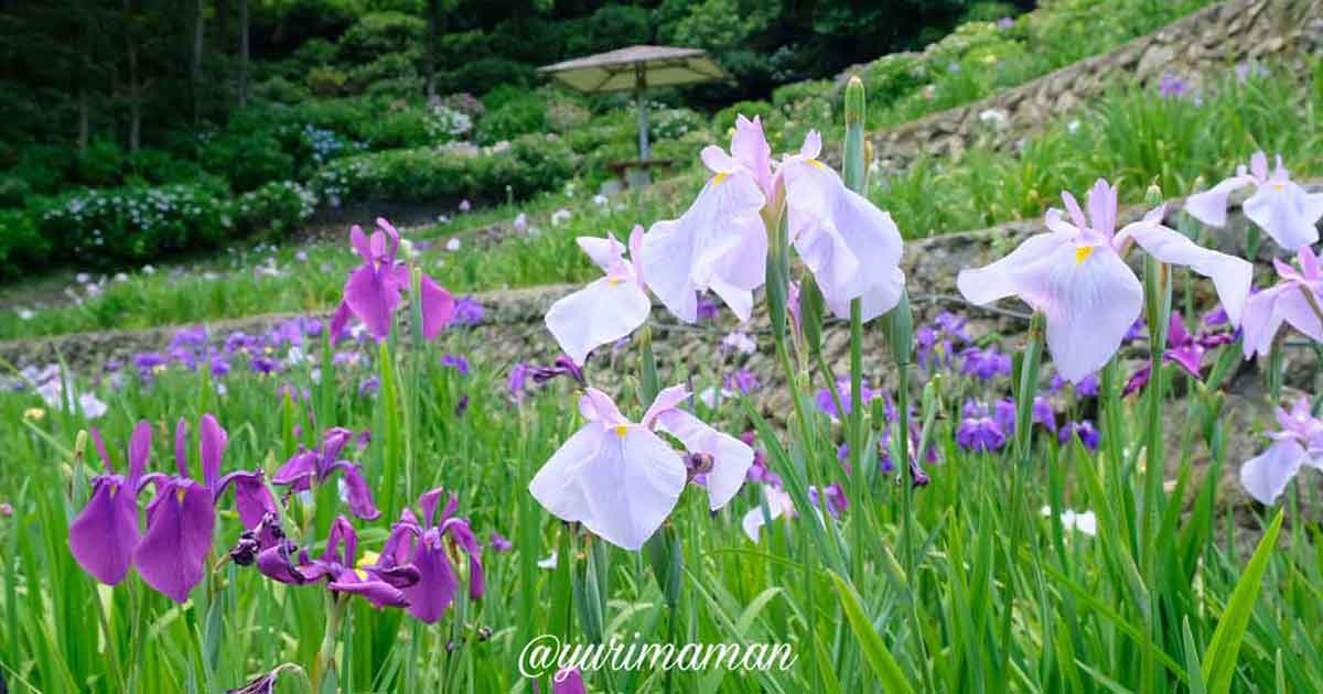 Cluster of purple and lavender irises blooming in a terraced garden with greenery behind them.