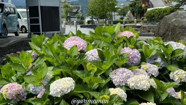 水辺の風景とあじさいが楽しめるほたるの泉