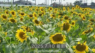 西条市渦井川河川敷のひまわり畑（2025年）サムネイル画像