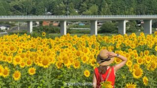 西予市田之筋地区のひまわり畑（2025年）サムネイル画像