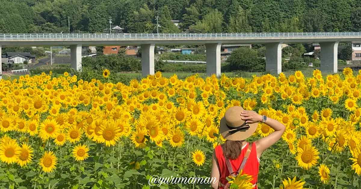 西予市田之筋地区のひまわり畑（2025年）サムネイル画像
