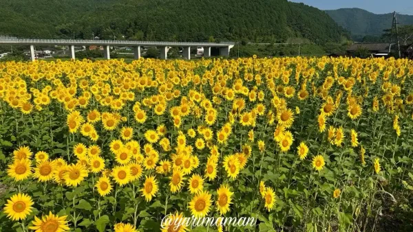 西予市田之筋地区のひまわり畑(2024年撮影)2 - ゆりママんブログ 西予市田之筋地区のひまわり畑(2024年撮影)2