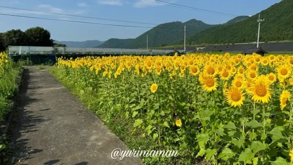 西予市田之筋地区のひまわり畑(2024年撮影)3 - ゆりママんブログ 西予市田之筋地区のひまわり畑(2024年撮影)3