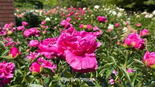 マイントピア別子のしゃく薬まつり_開花状況(2025年5月13日撮影)5 - ゆりママんブログ マイントピア別子のしゃく薬まつり_開花状況(2025年5月13日撮影)5