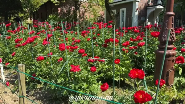 マイントピア別子のしゃく薬まつり_開花状況(2025年5月13日撮影)4 - ゆりママんブログ マイントピア別子のしゃく薬まつり_開花状況(2025年5月13日撮影)4