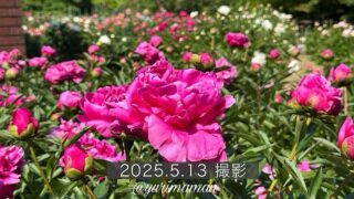 マイントピア別子のしゃく薬まつり2025_サムネイル画像