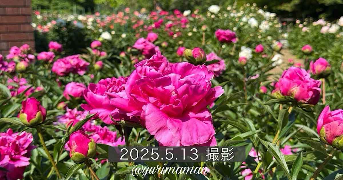 マイントピア別子のしゃく薬まつり2025_サムネイル画像