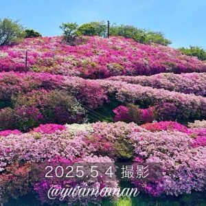 冨士山公園のツツジ（2025年）サムネイル画像